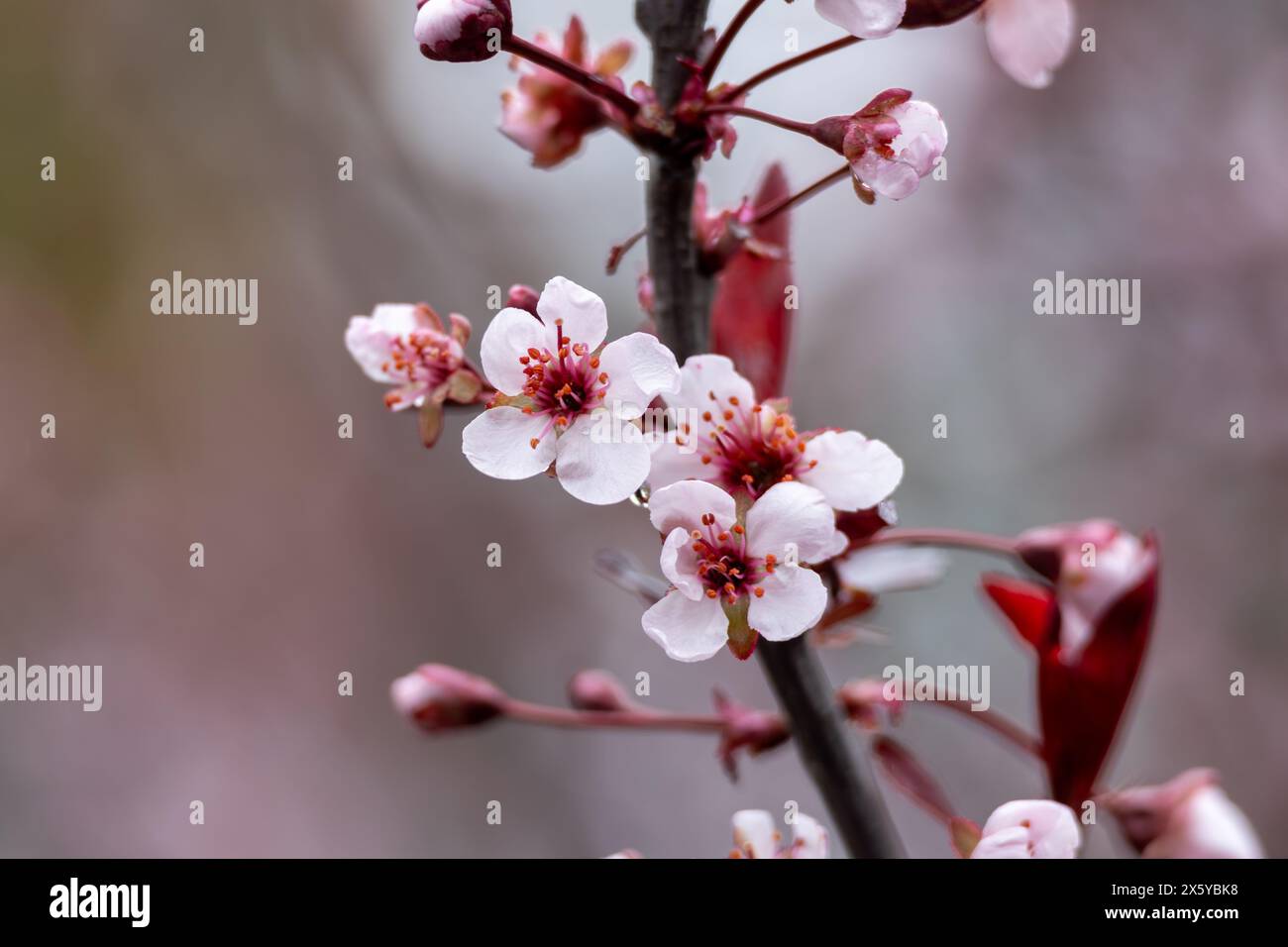 Struttura macro astratta full frame sfondo di fiori in fiore su un cespuglio di ciliegio di sabbia viola (prunus cistena) Foto Stock
