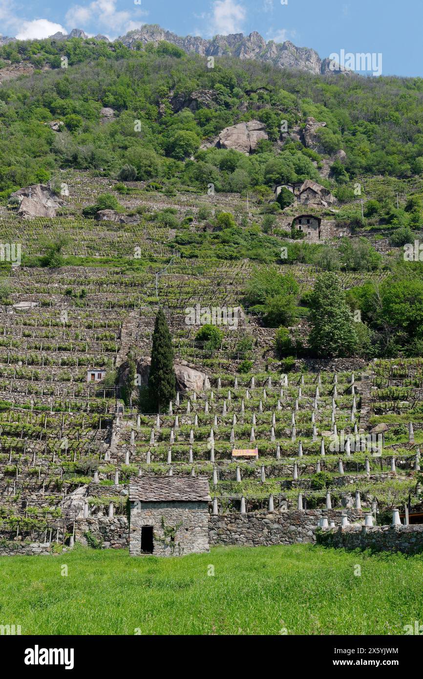 Antico e ripido vigneto collinare a terrazze nel comune di Donnas in Valle d'Aosta, NW Itay. 11 maggio 2024 Foto Stock