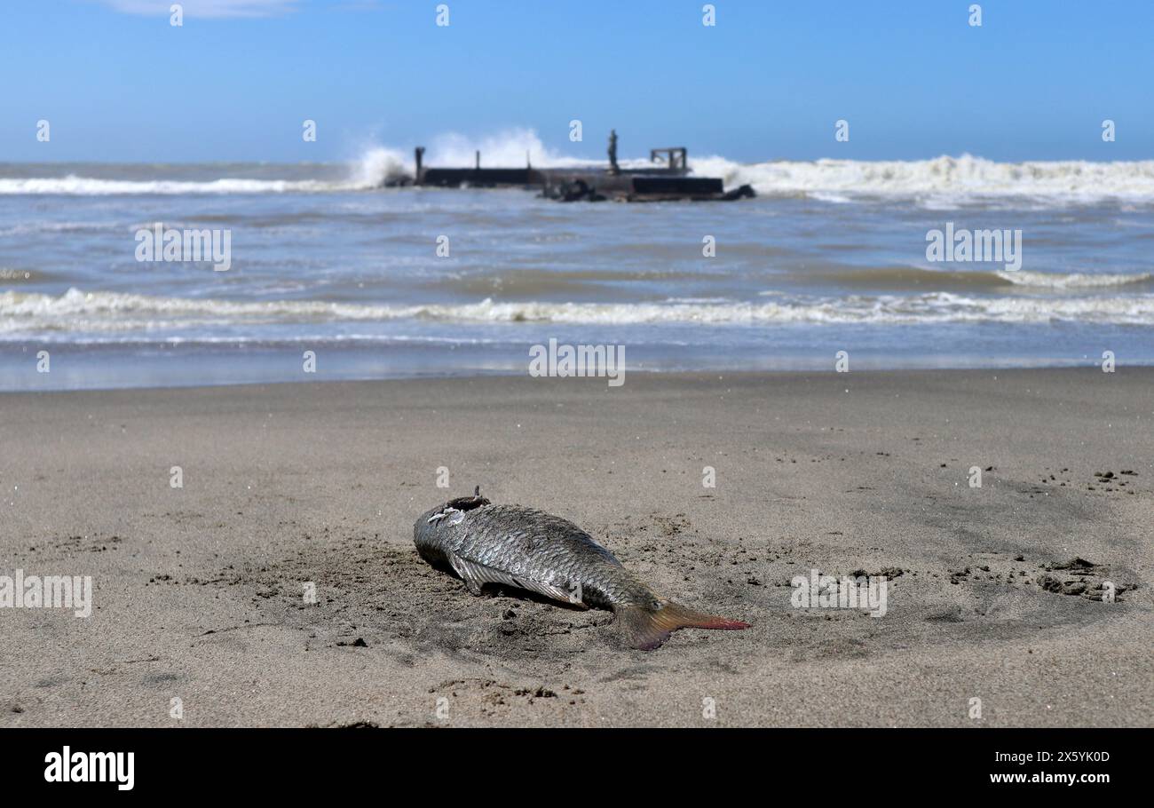 Lido di Ostia - pesce morto sulla spiaggia gialla Foto Stock