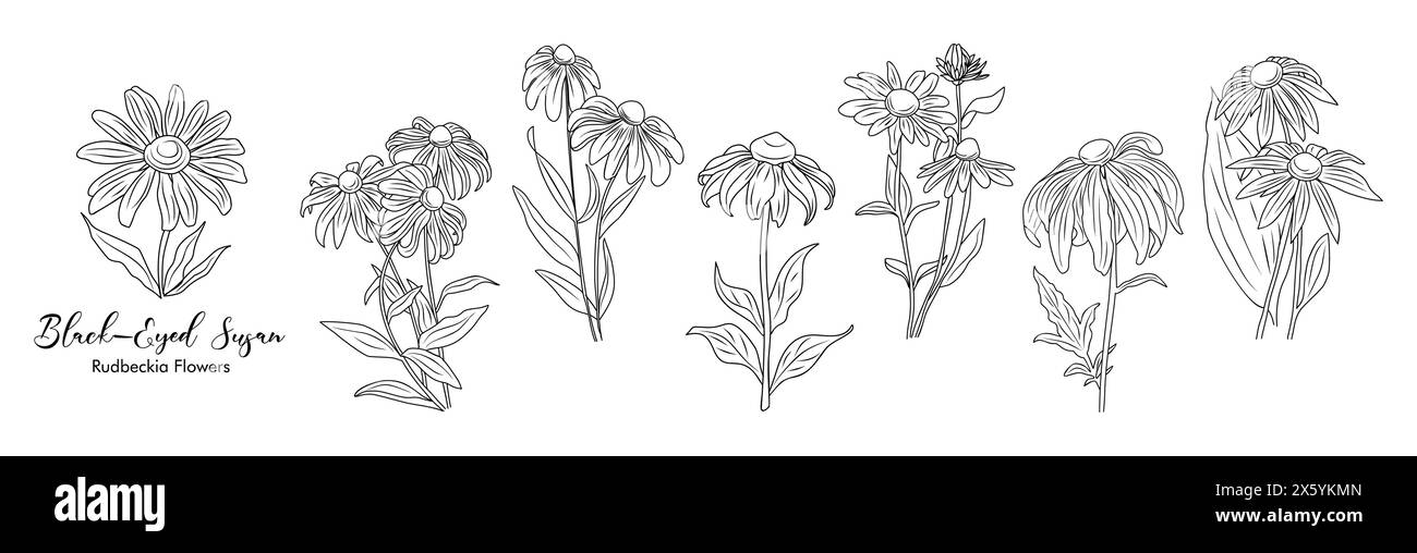 I fiori Susan dagli occhi neri con foglie e boccioli seguono illustrazioni botaniche vettoriali artistiche su sfondo bianco. Design floreale Contour Rudbeckia per tronchi Illustrazione Vettoriale