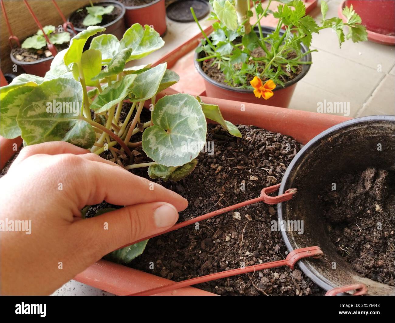 Trapianto di ciclamene a casa. Le mani femminili lavorano con terreno, attrezzi e vasi di fiori. Lavori primaverili sul balcone o sulla terrazza. Floricoltura domestica e coltivazioni professionali Foto Stock