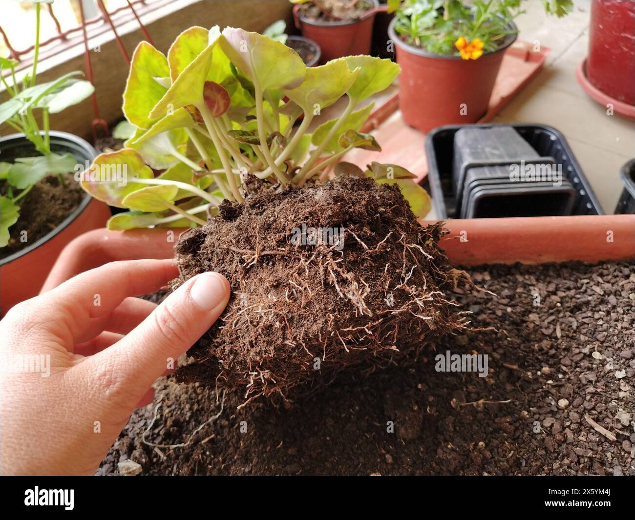 Trapianto di ciclamene a casa. Le mani femminili lavorano con terreno, attrezzi e vasi di fiori. Lavori primaverili sul balcone o sulla terrazza. Floricoltura domestica e coltivazioni professionali Foto Stock