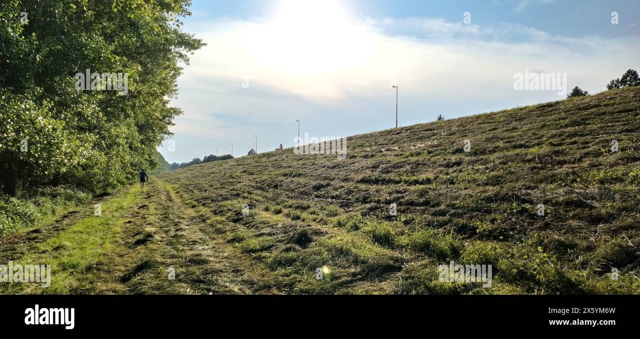 Sremska Mitrovica, Serbia, 2 luglio 2020. L'erba tagliata nel prato si asciuga gradualmente e si trasforma in fieno. Luce solare serale. Persone che camminano lungo la f Foto Stock