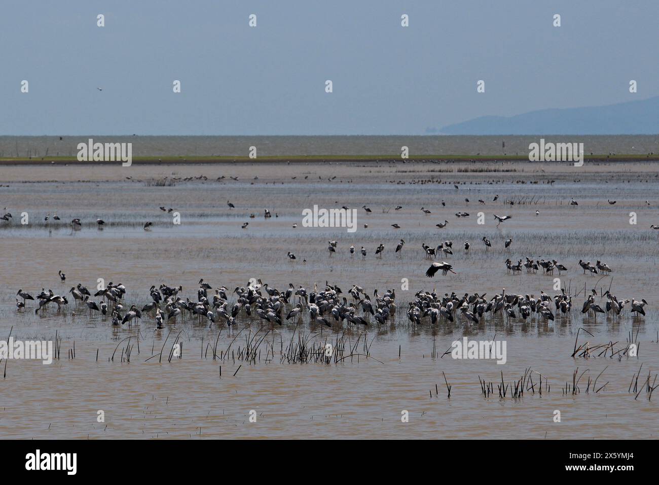 Stormi di varie specie di uccelli acquatici sono alla ricerca di cibo nella zona non di caccia di Talay noi. Provincia di Phatthalung, Thailandia Foto Stock
