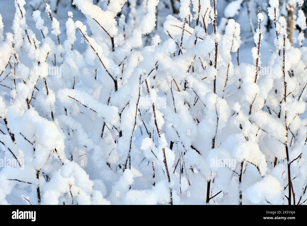 Aspetto grafico invernale di cespugli ricoperti di neve. Foto Stock