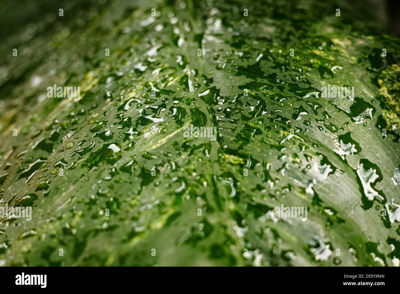 Primo piano di foglie con gocce di rugiada. Rugiada su foglia verde. Gocce d'acqua su sfondo astratto a foglia verde. Foto Stock