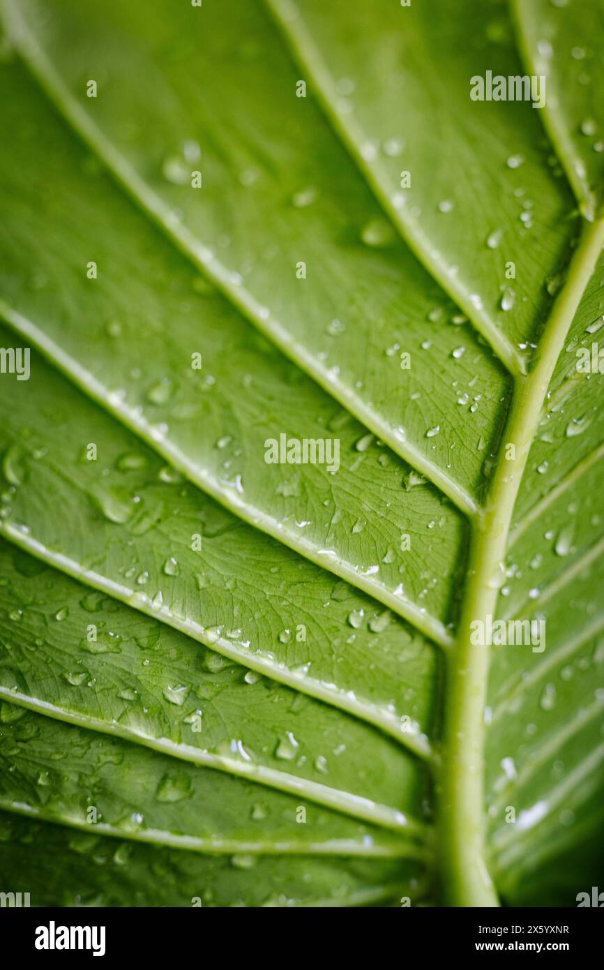 Primo piano di foglie con gocce di rugiada. Rugiada su foglia verde. Gocce d'acqua su sfondo astratto a foglia verde. Foto Stock
