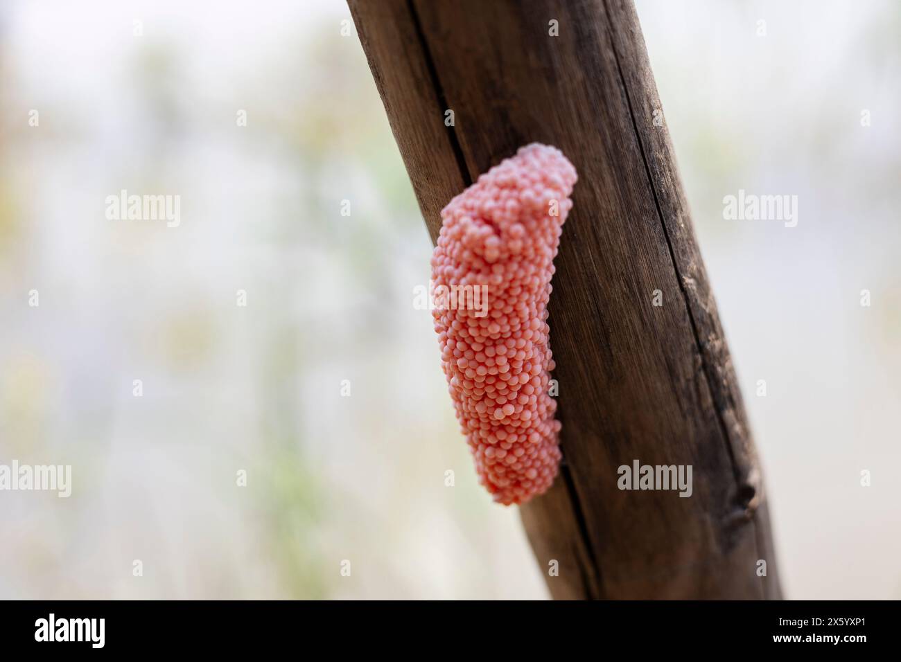 uova fresche di lumaca di mela dorata sul legno del fiume. Uova rosa di lumaca d'acqua dolce. Foto Stock