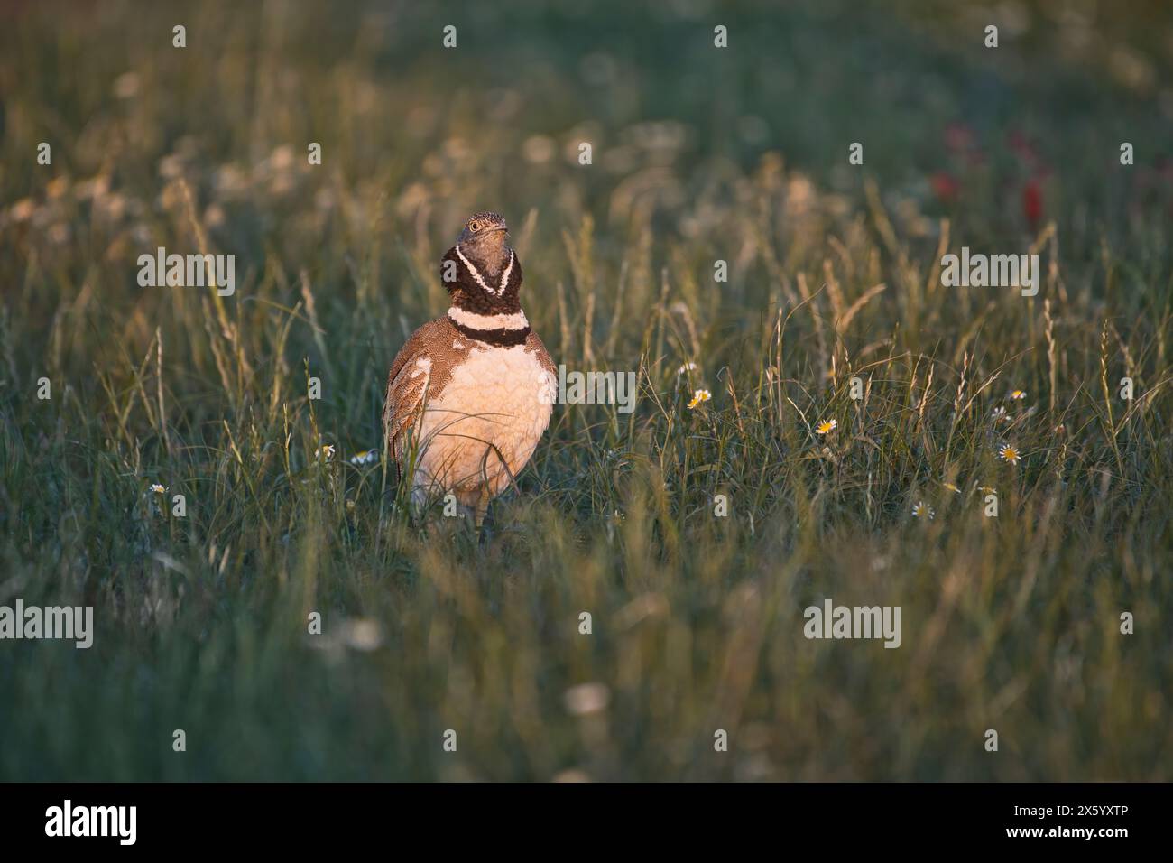 Little Bustard (Tetrax tetrax), maschio nell'allevamento di piumaggio fotografato subito dopo l'alba nel periodo della "luce d'oro" Foto Stock