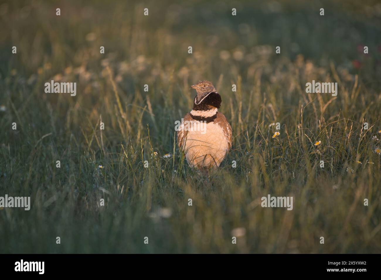 Little Bustard (Tetrax tetrax), maschio nell'allevamento di piumaggio fotografato subito dopo l'alba nel periodo della "luce d'oro" Foto Stock