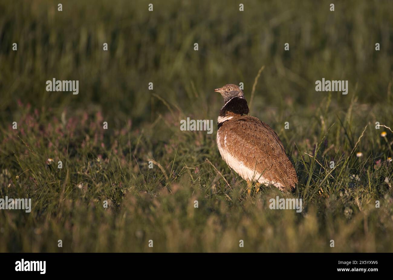Little Bustard (Tetrax tetrax), maschio nell'allevamento di piumaggio fotografato subito dopo l'alba nel periodo della "luce d'oro" Foto Stock