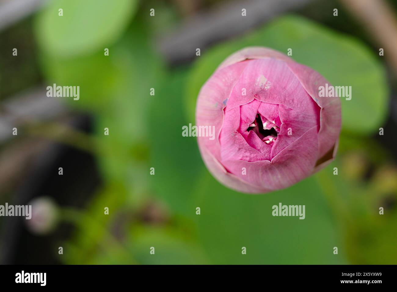 Pod Lotus su sfondo sfocato. Primo piano di gemme di loto che crescono all'aperto. Foto Stock