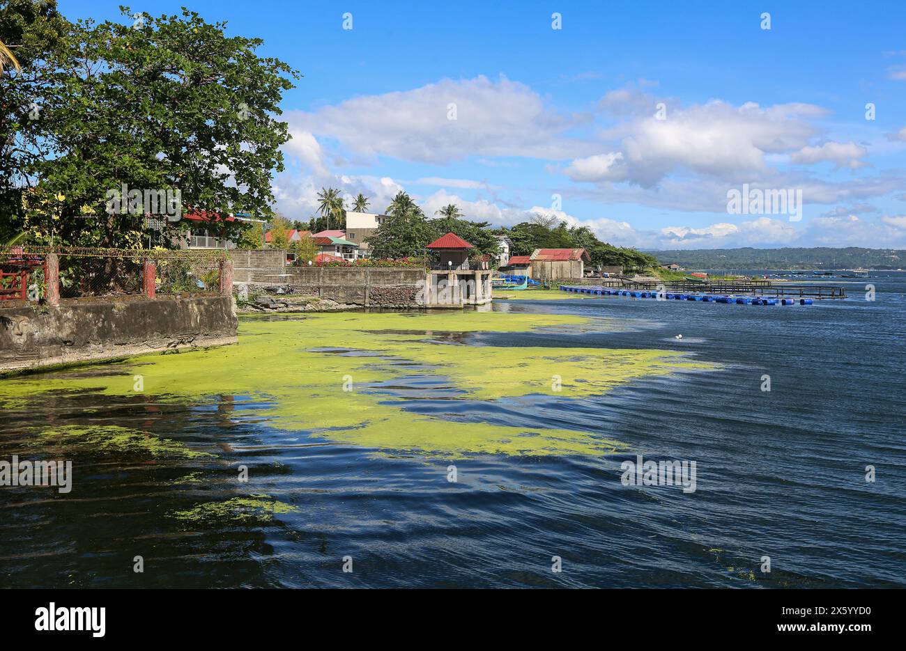 Talisay, Filippine. 11 maggio 2024: Eutrofizzazione e alghe verdi fluorescenti sul lago vulcanico Taal mentre il paese del sud-est asiatico sperimenta una delle più calde onde di calore e la più lunga siccità causata da El Nino. L'indice di calore ha raggiunto i 53 gradi Celsius in alcune province con un impatto significativo sulla vegetazione e sulla biodiversità. L'eutrofizzazione del lago diventa una minaccia crescente a causa dell'eccessivo apporto di nutrienti antropogenici da fertilizzanti, acquacoltura e inquinamento. Le perdite di ossigeno osservate dal 1980 nei laghi del mondo sono da 3 a 9 volte più veloci di quelle degli oceani. Crediti: Kevin Izorce/Alamy Live News Foto Stock