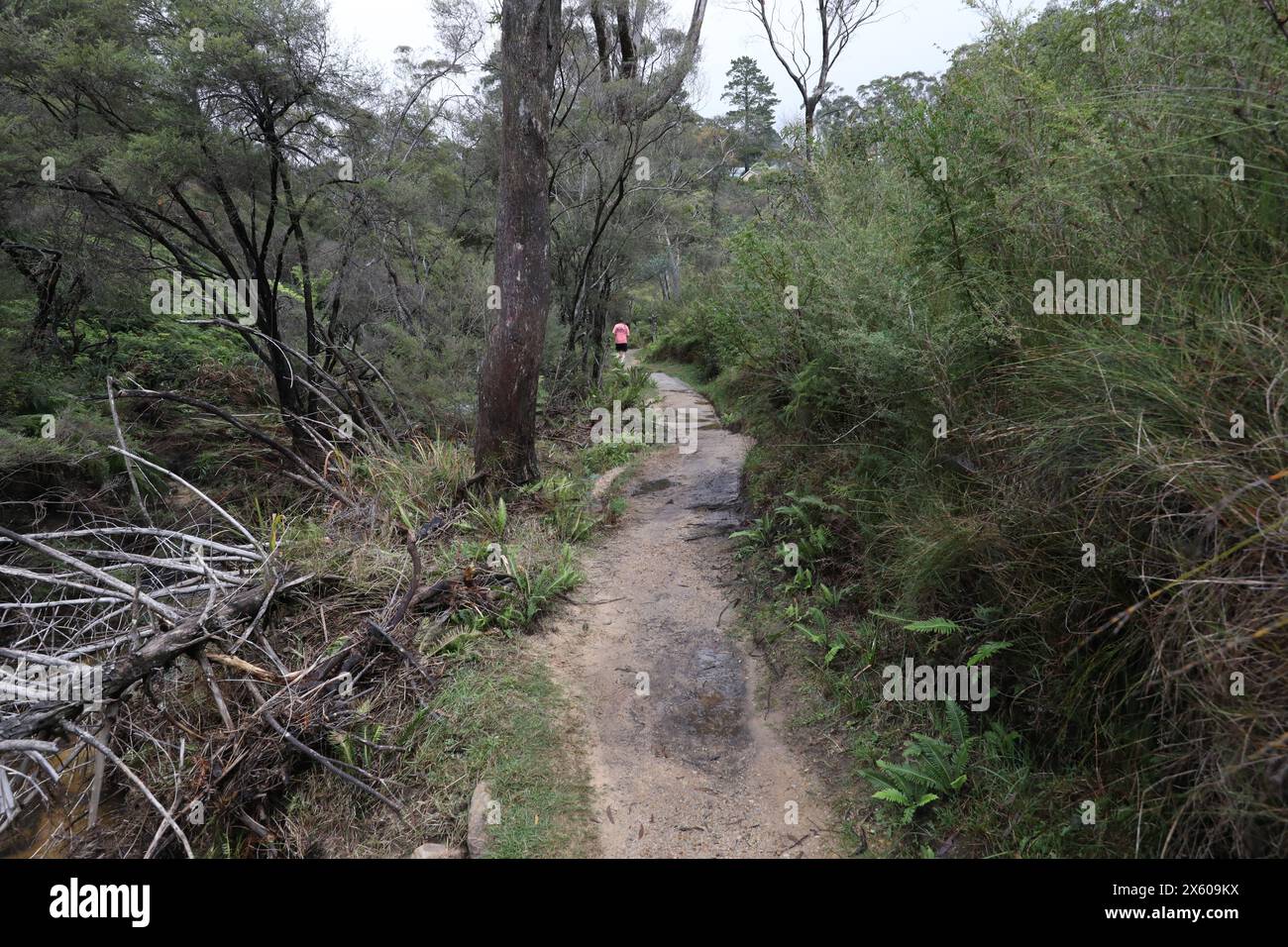 Darwins cammina accanto al Jamison Creek a Wentworth Falls nelle Blue Mountains dopo un periodo di pioggia in autunno. Foto Stock