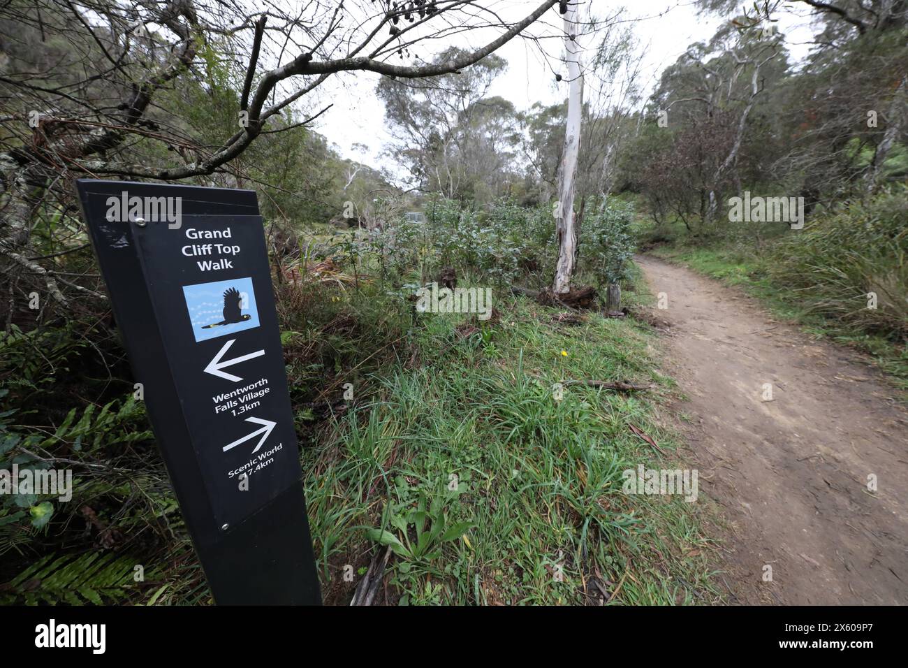 Darwins cammina accanto al Jamison Creek a Wentworth Falls nelle Blue Mountains dopo un periodo di pioggia in autunno. Foto Stock