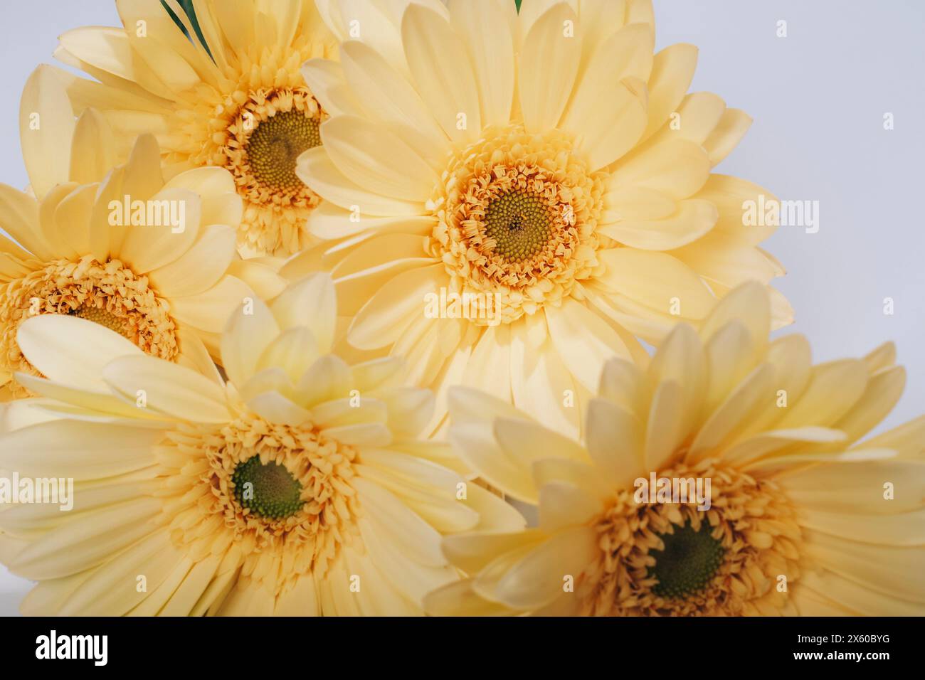 Fiori gialli di gerbera su sfondo bianco, primo piano. Sfondo floreale naturale. Foto Stock