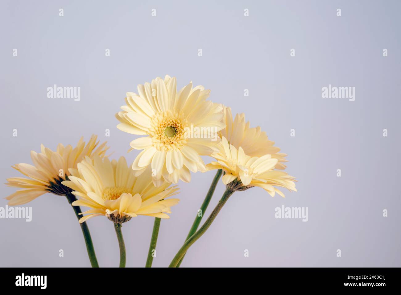 Mazzo di gerbera fiori gialli a margherita su sfondo bianco. Concetto estivo. Foto Stock