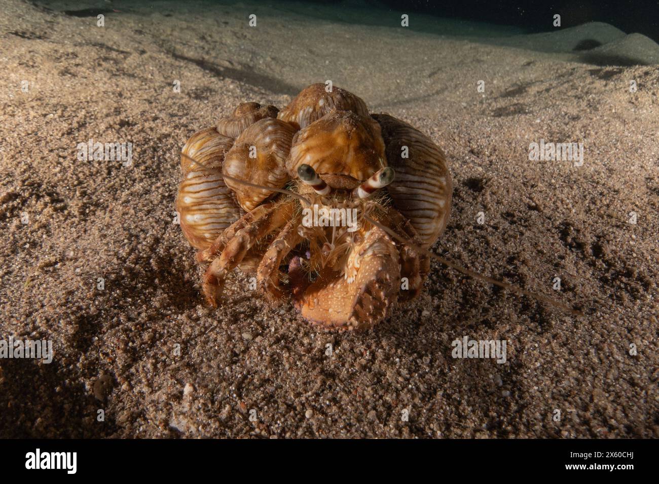 Eremita granchio nel Mar Rosso colorato e bello, Eilat Israele Foto Stock