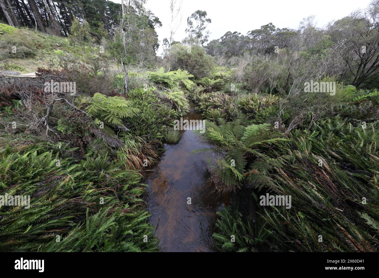 Inizio della Darwins Walk (parte della Grand Cliff Top Walk) a Wilson Park, Wentworth Falls, Blue Mountains, NSW, Australia Foto Stock