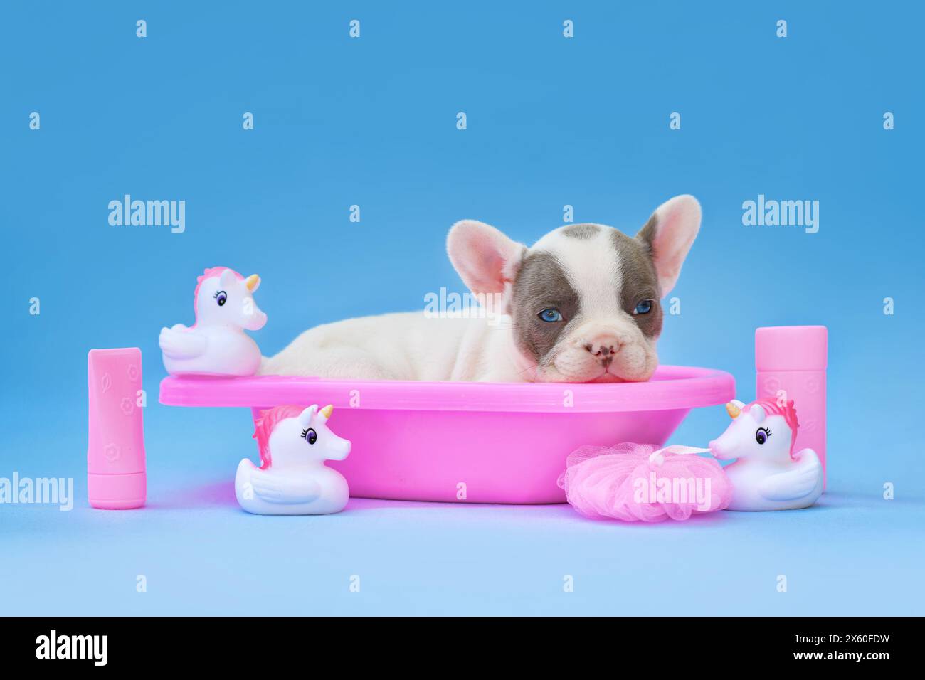 Simpatico cucciolo di cane Bulldog francese in una vasca da bagno rosa con anatre in gomma unicorno su sfondo blu Foto Stock