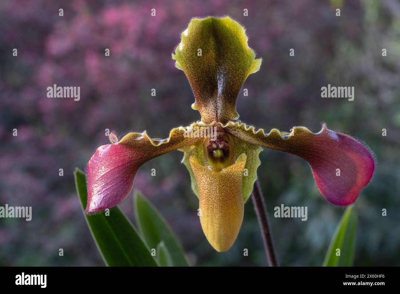 Vista ravvicinata del fiore della signora pantofola specie di orchidee paphiopedilum hirsutissimum var. esquirolei isolato all'aperto su sfondo naturale colorato Foto Stock