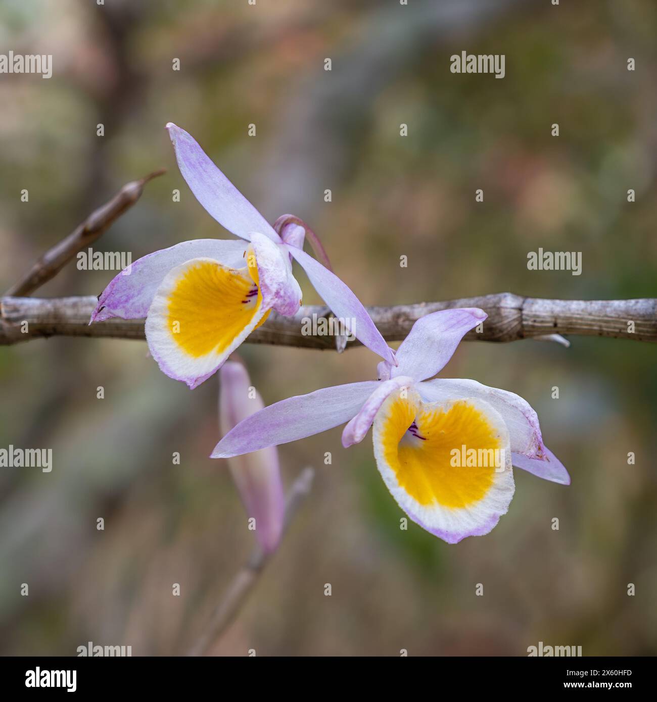 Vista ravvicinata dei fiori viola rosa giallo e bianco delle specie di orchidee tropicali cristalline dendrobium all'aperto su sfondo naturale Foto Stock