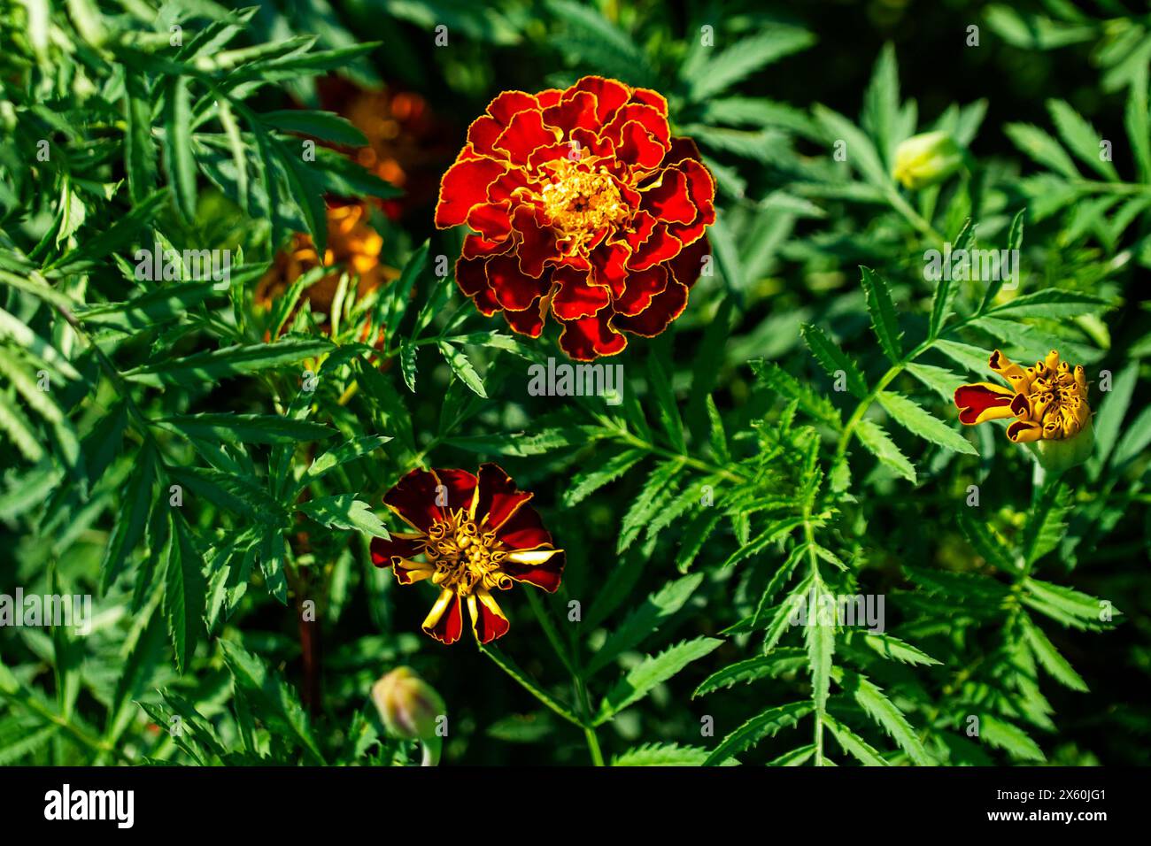 Floreali illuminati dal sole: Fiori di calendula baciati dal sole circondati da foglie verdeggianti. Usi: Fotografia naturalistica, campagne di sensibilizzazione ambientale, pos. Educativa Foto Stock