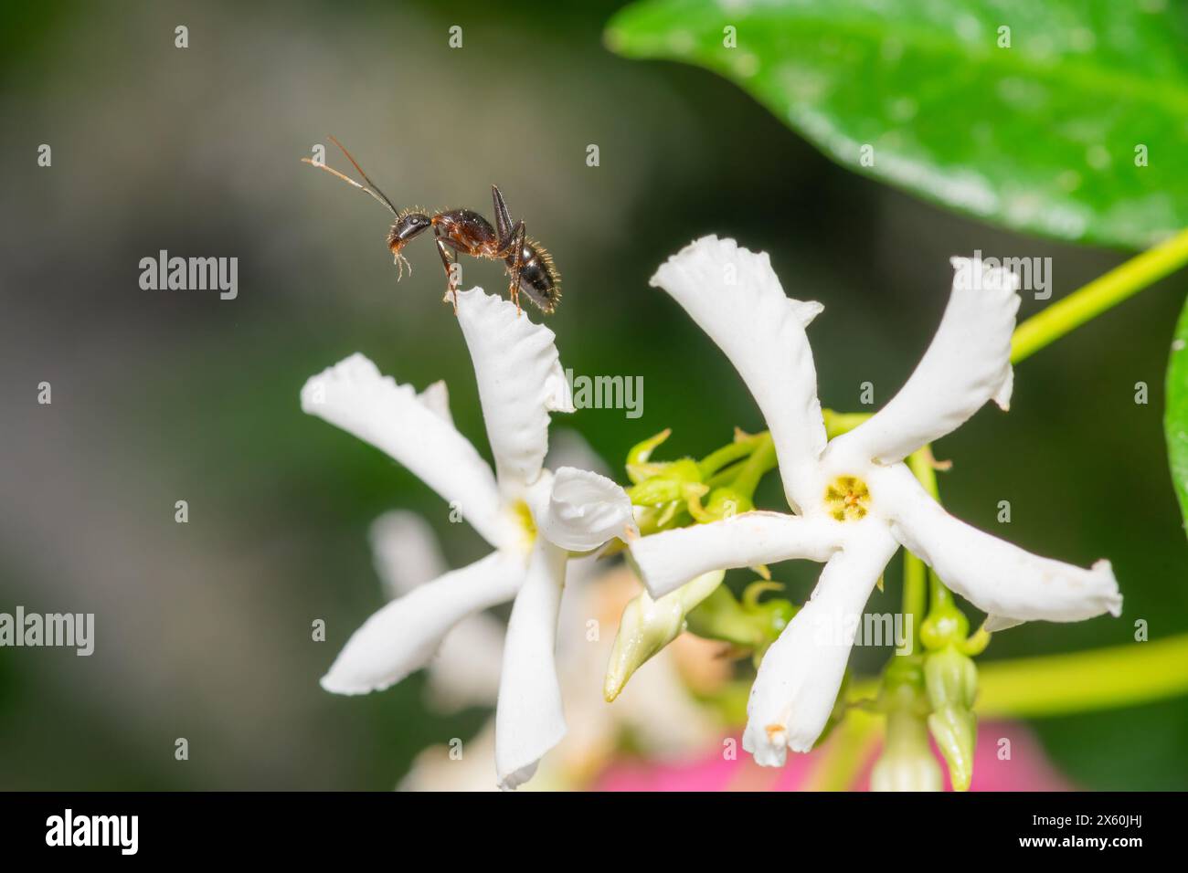 Foto macro di una formica su un fiore bianco. Foto Stock