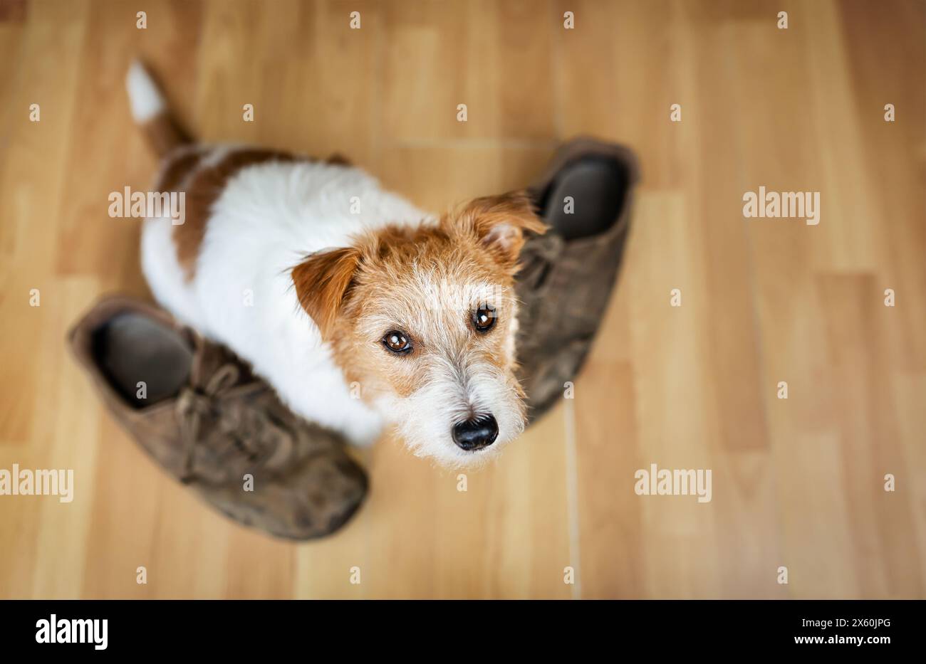 Volto di un cucciolo di cane carino seduto con le scarpe e guardando al suo proprietario Foto Stock