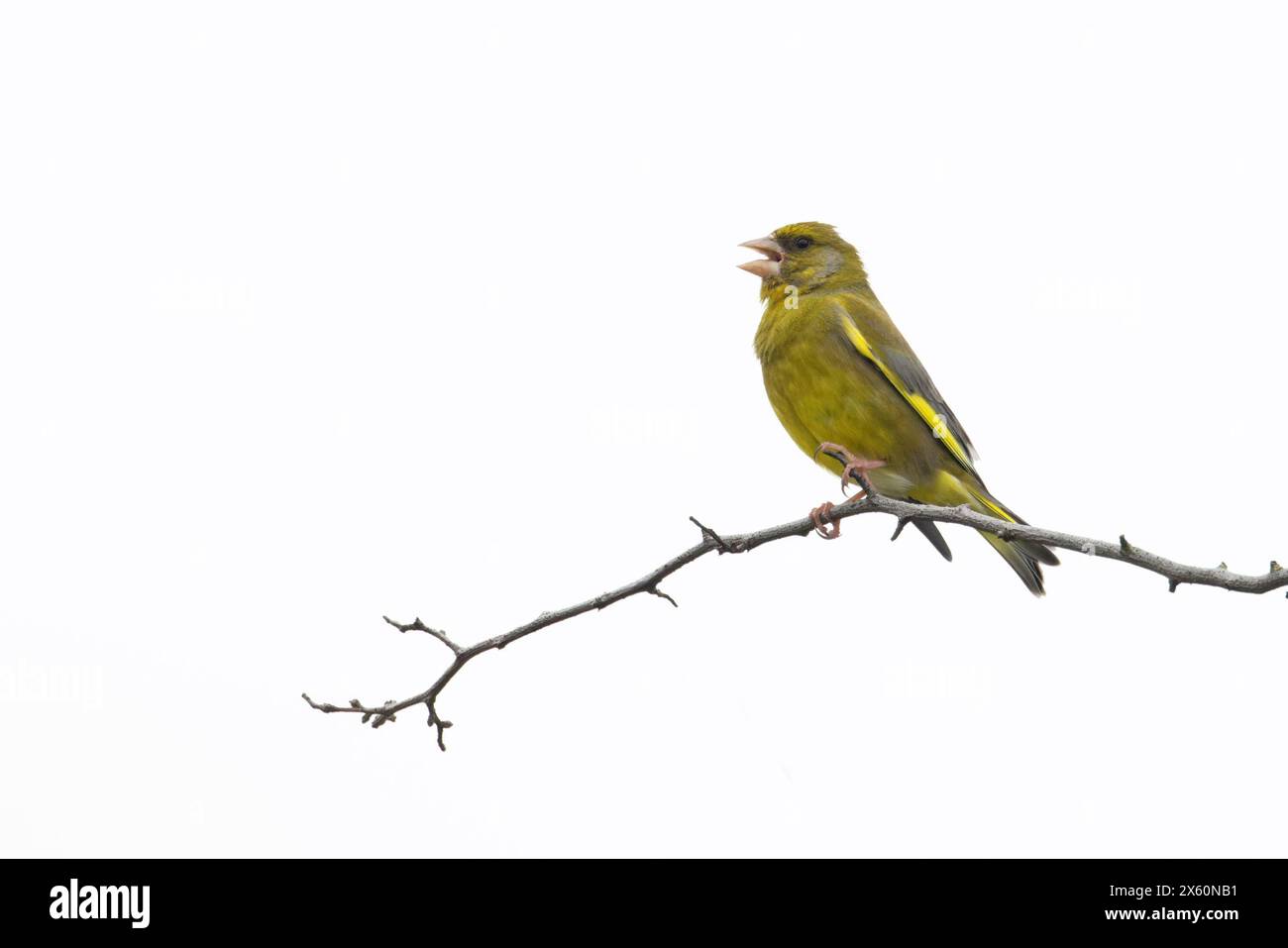 Greenfinch (Carduelis chloris) canta Norfolk maggio 2024 Foto Stock