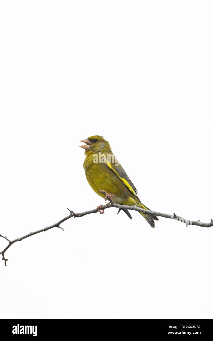 Greenfinch (Carduelis chloris) canta Norfolk maggio 2024 Foto Stock