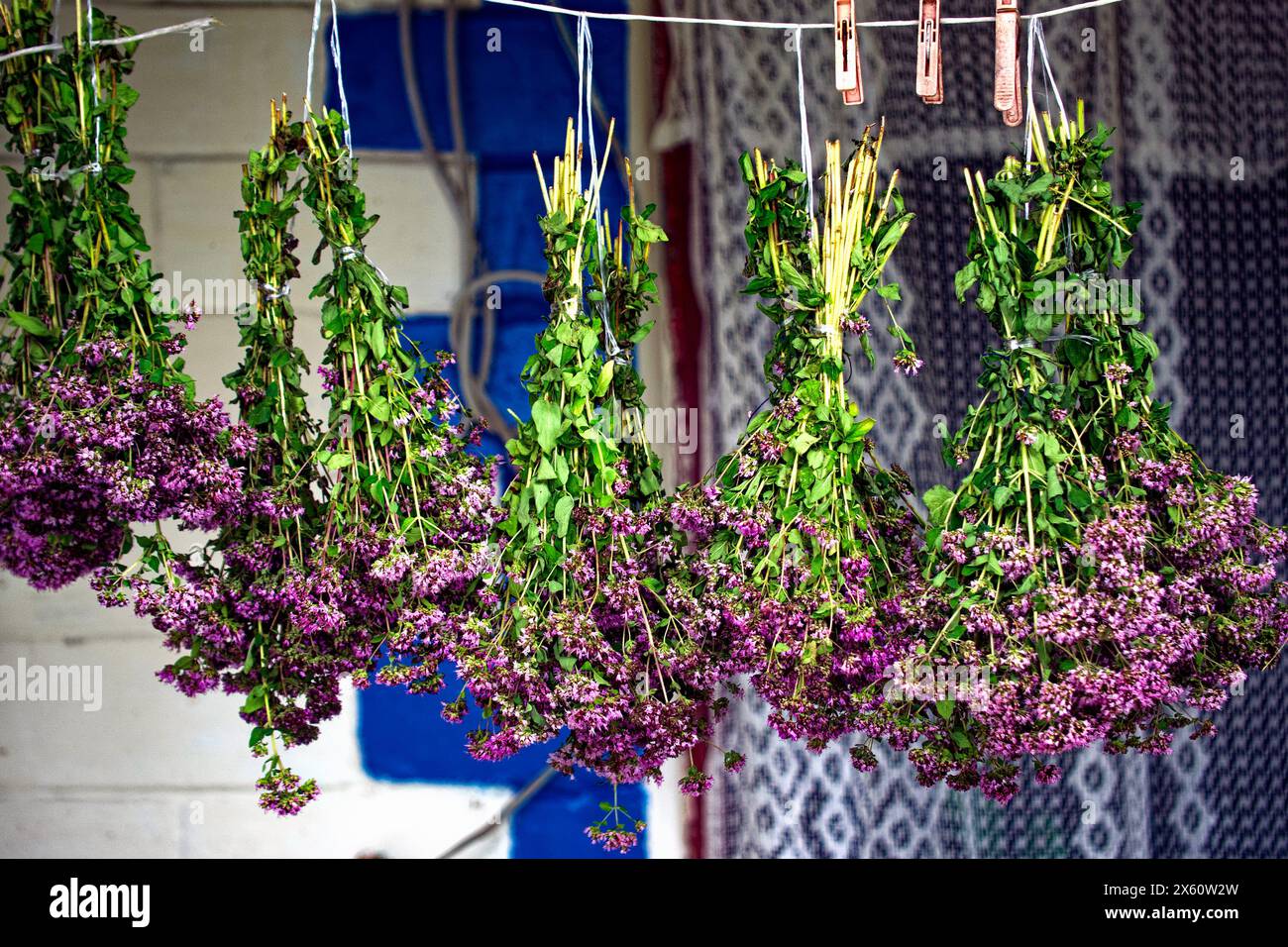 Fiori viola sospesi capovolti per asciugare; il loro colore vibrante sullo sfondo tenue evoca un senso di bellezza naturale. Foto Stock Fiori viola sospesi capovolti per asciugare; il loro colore vibrante sullo sfondo tenue evoca un senso di bellezza naturale. Foto Stock