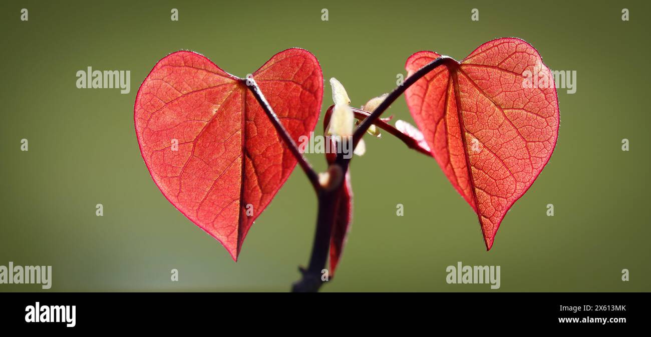 Foglia del Cercis canadensis a forma di cuore ai raggi di un sole primaverile pomeridiano Foto Stock