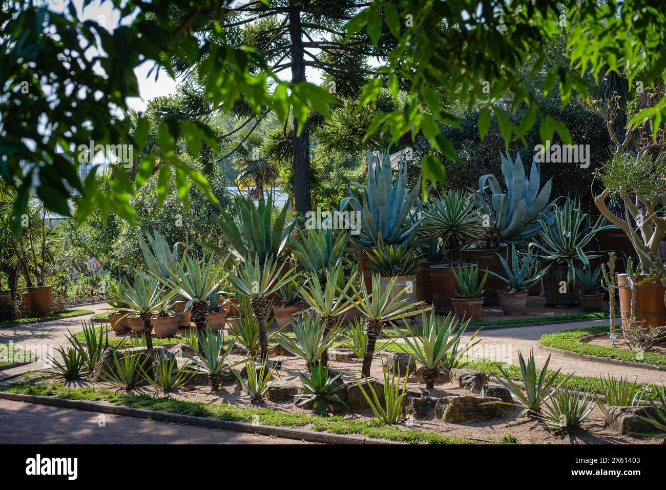 Il giardino messicano nel Parc de la Tête d'Or. Foto Stock