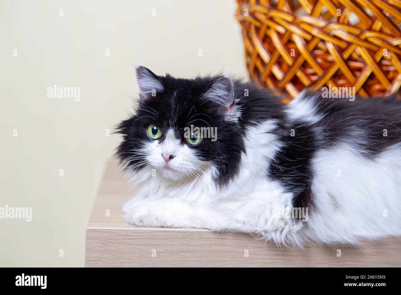 Bella razza persiana gatto sullo sfondo del cesto. Colore bianco e nero, occhi verdi. METIS. Primo piano. Foto Stock