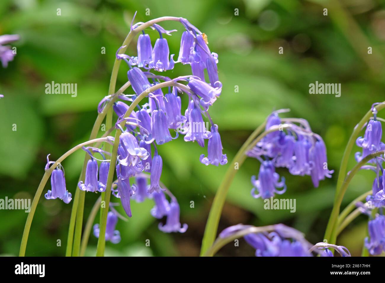 Hyacinthoides non scripta, altrimenti chiamato campanelli comuni, campanelli inglesi, campanelli inglesi o campane di legno, in fiore. Foto Stock