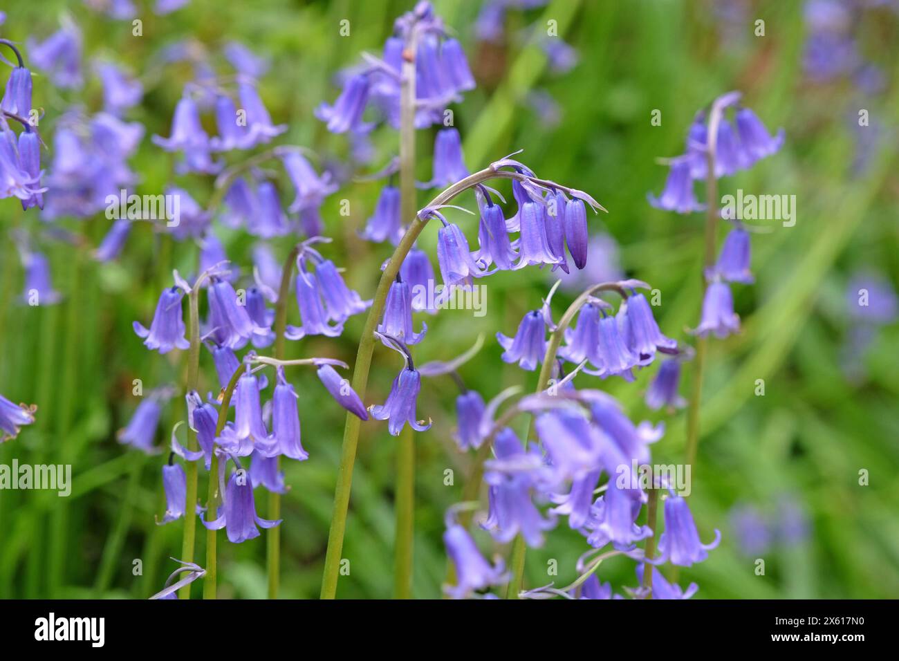Hyacinthoides non scripta, altrimenti chiamato campanelli comuni, campanelli inglesi, campanelli inglesi o campane di legno, in fiore. Foto Stock