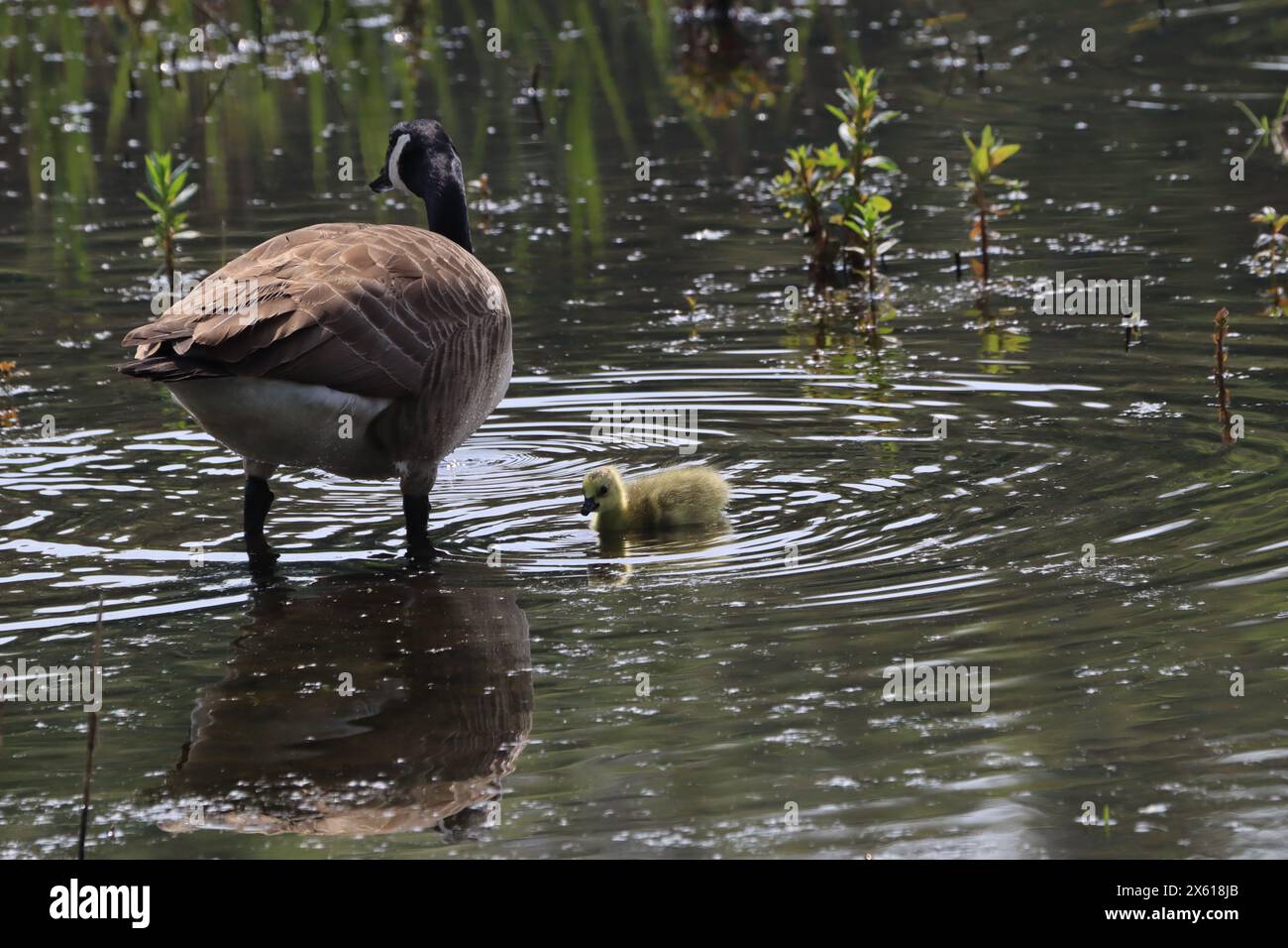 Canada Goose e pulcini Foto Stock