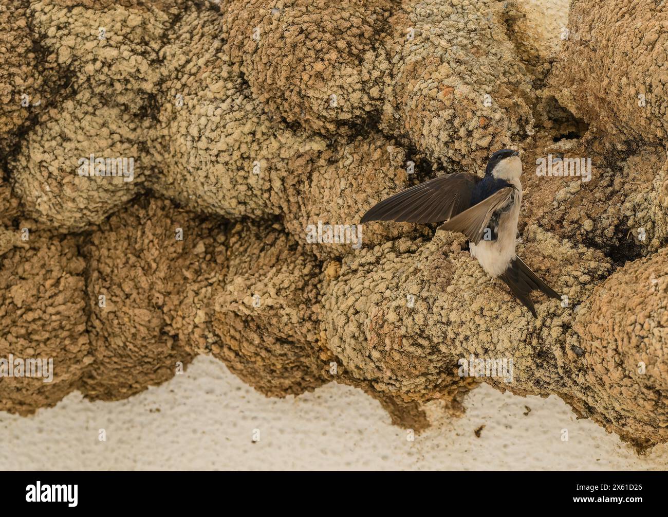 Massa di casa comune occupata martin, Delichon urbicum, nidi in primavera. Portogallo. Foto Stock