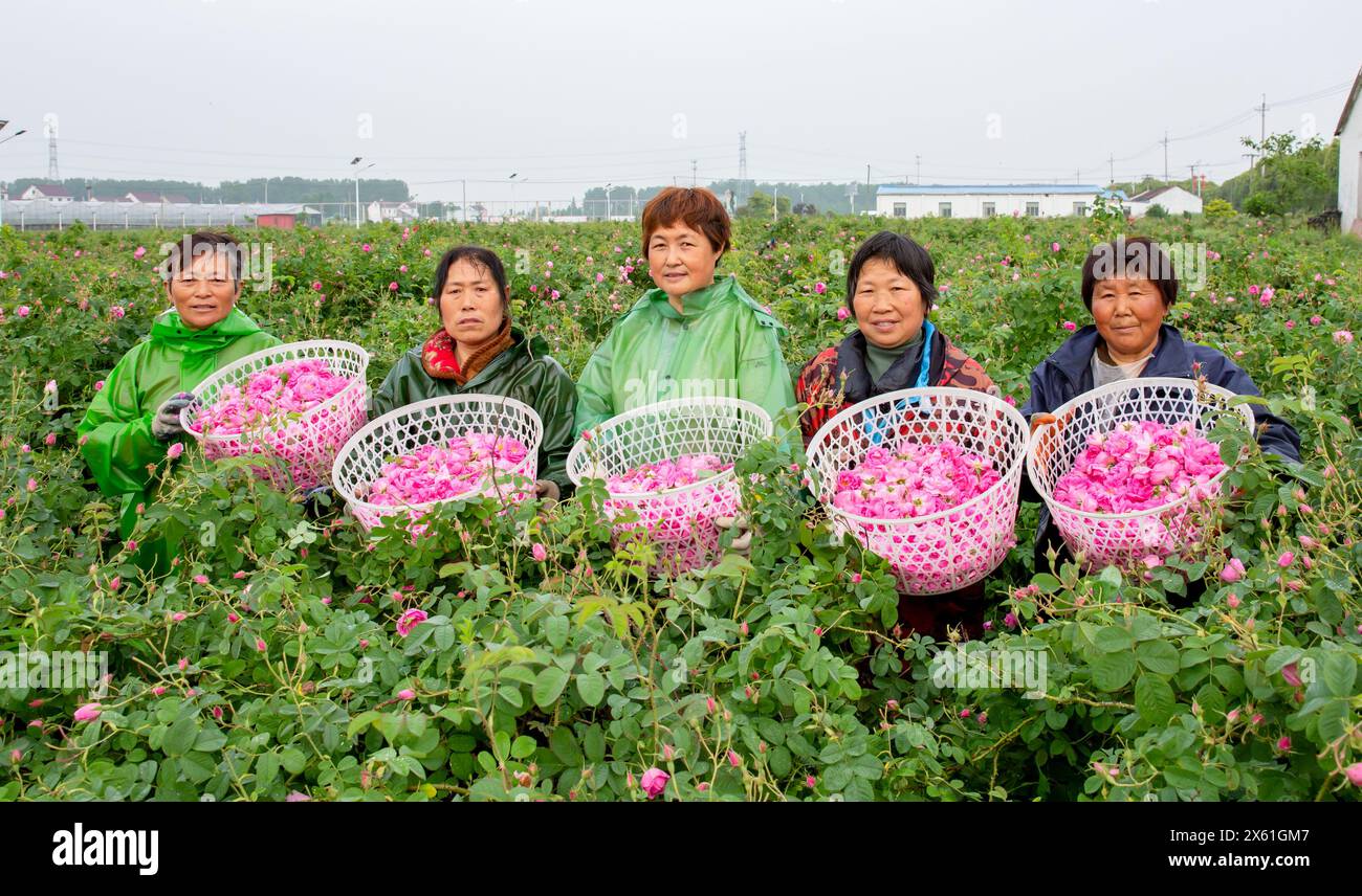NANTONG, CINA - 12 MAGGIO 2024 - i coltivatori di fiori mostrano rose raccolte presso la base di piantagioni di rose della zona di sviluppo economico e tecnologico di Haian a Nan Foto Stock