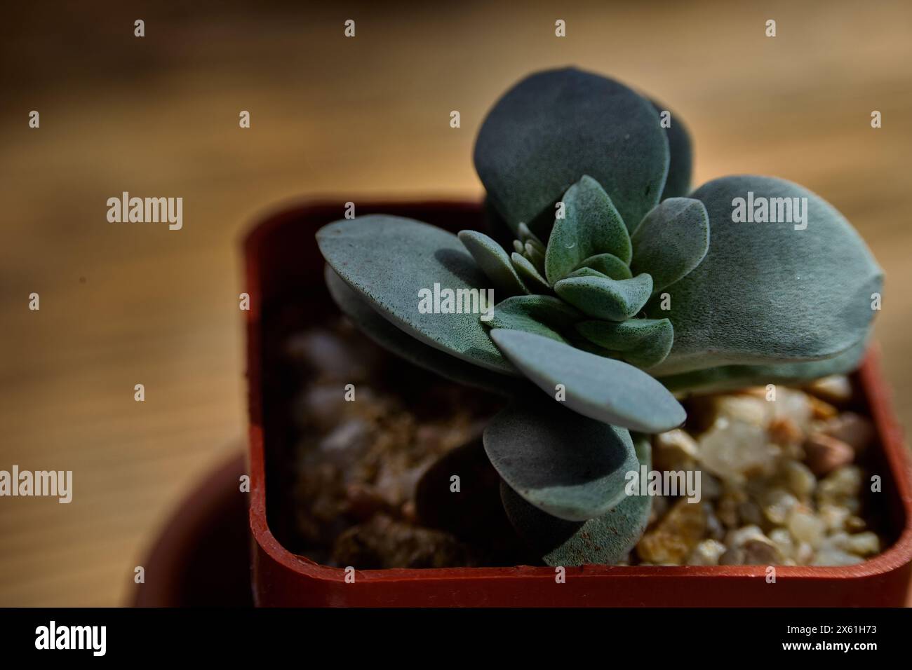 Crassula "Morgan's Beauty" splendida succulenta in vaso di plastica. con sfondo sfocato. Foto Stock