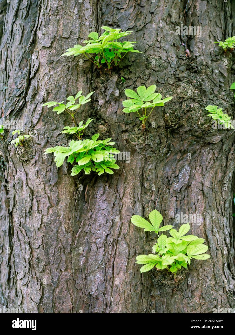 gran parte della corteccia su un vecchio castagno grasso Foto Stock