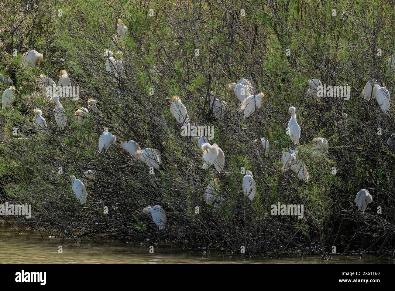 Colonia riproduttiva di accompagnatori di bestiame, Bubulcus ibis, a Coto Donana, Spagna sud-occidentale. Foto Stock