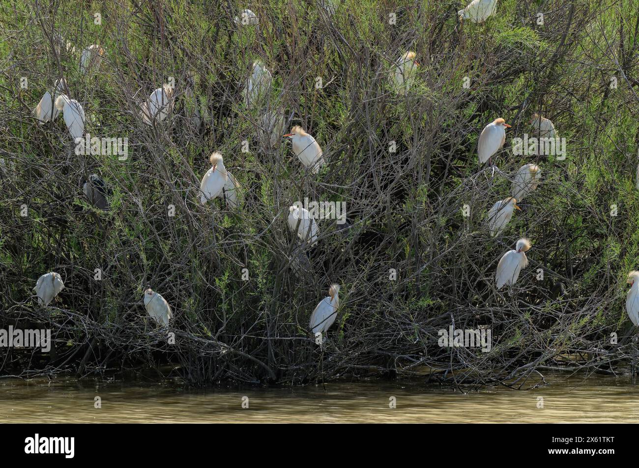 Colonia riproduttiva di accompagnatori di bestiame, Bubulcus ibis, a Coto Donana, Spagna sud-occidentale. Foto Stock