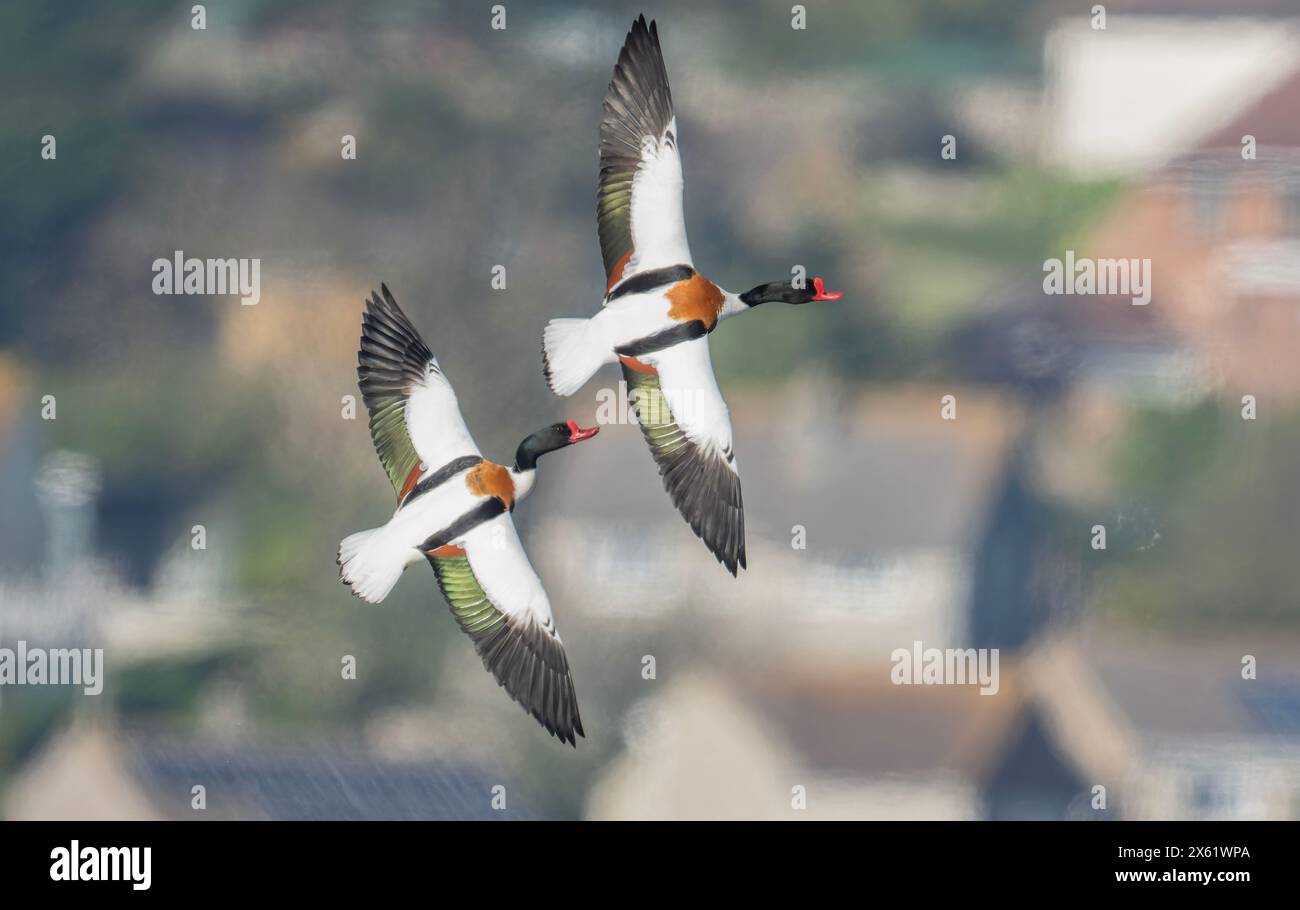 Coppia di riparo comune, Tadorna tadorna, in volo, mostra di corteggiamento. Dorset. Foto Stock