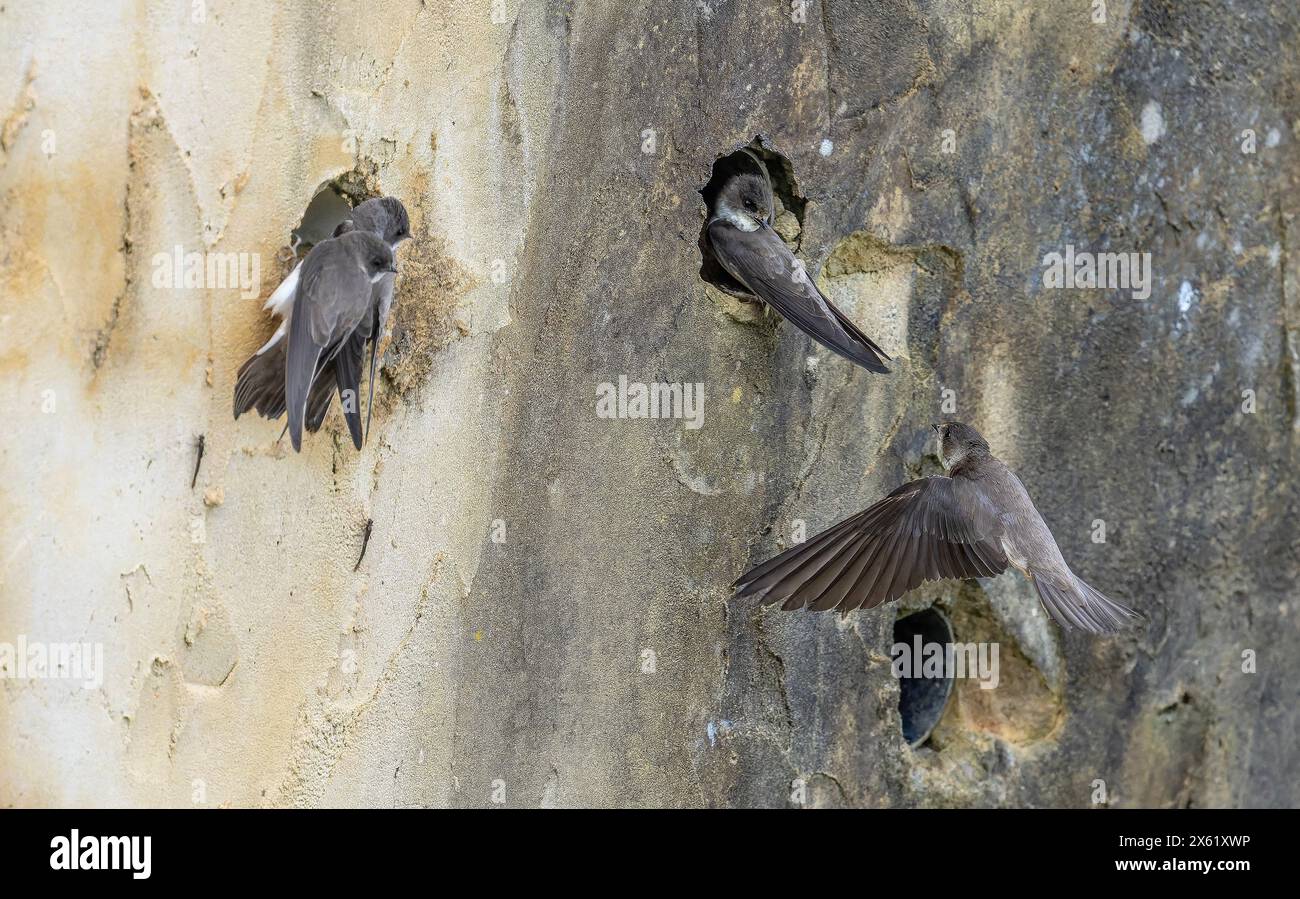 Sand martins, Riparia riparia, colonia nidificante nel muro artificiale a Blashford, Hampshire. Foto Stock