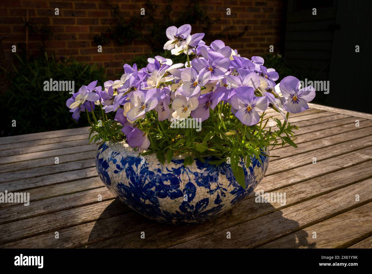 Brighton, 12 maggio 2024: Viole in mostra in un giardino Foto Stock