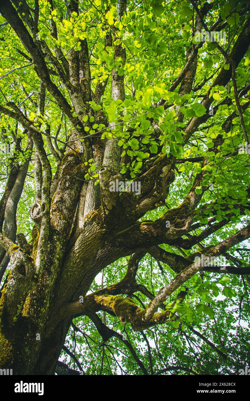 Calce a foglia larga (Tilia platyphyllos), Hochbärneck, Naturpark Ötscher-Tormäuer, Austria Foto Stock