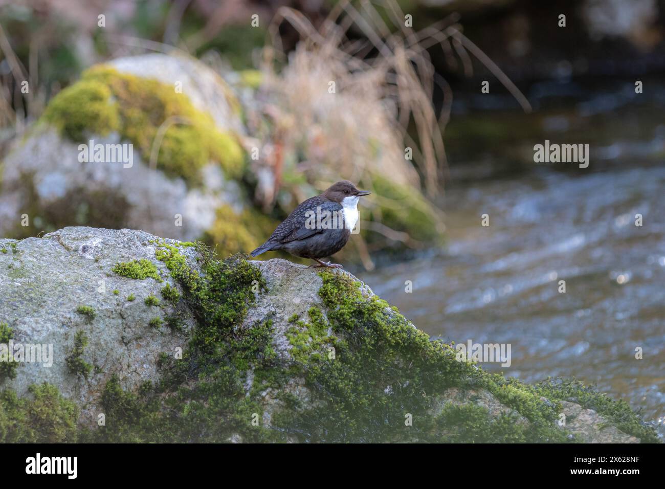 Un Dipper eurasiatico (Cinclus) arroccato su una roccia vicino al fiume. Foto Stock