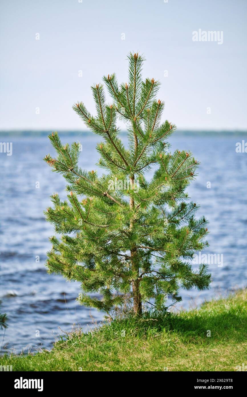Giovane pino singolo sulla riva di un ampio fiume. Un albero sempreverde sulla costa del fiume. Natura e paesaggio. Foto Stock